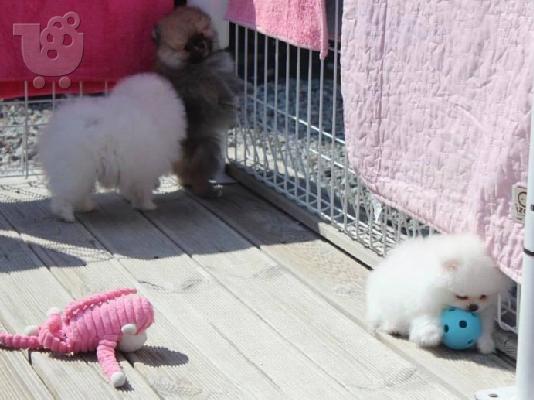 PoulaTo: Teacup Pomeranian Puppies